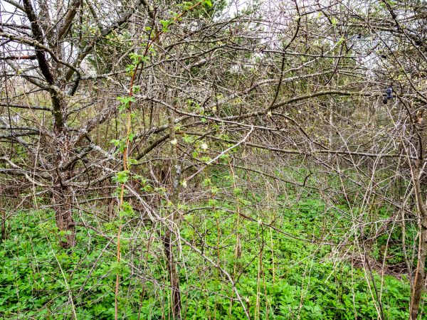 Underbrush Clearing in Richmond